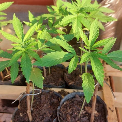 Genética desconocida growlog timeline photo