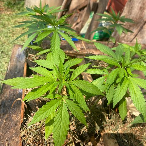 Genética desconocida growlog timeline photo