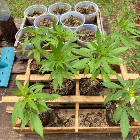 Genética desconocida growlog timeline photo