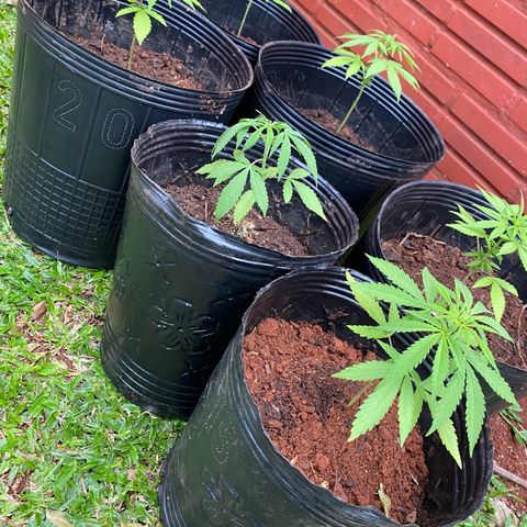 Genética desconocida growlog timeline photo