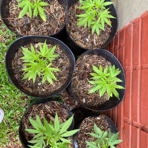 Genética desconocida growlog timeline photo