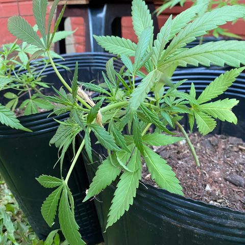 Genética desconocida growlog timeline photo