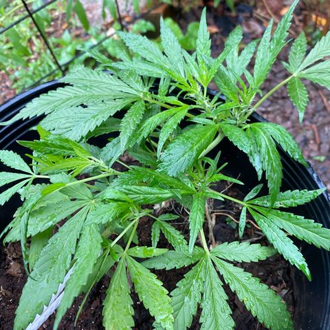 Genética desconocida growlog timeline photo