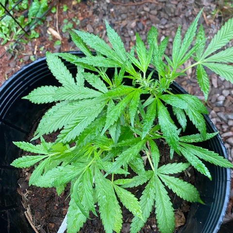 Genética desconocida growlog timeline photo