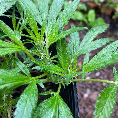Genética desconocida growlog timeline photo