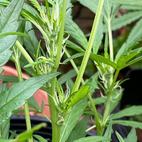 Genética desconocida growlog timeline photo