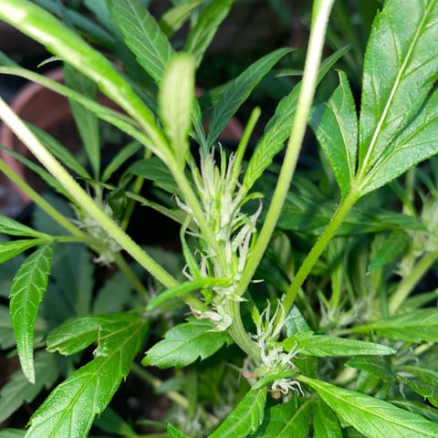 Genética desconocida growlog timeline photo