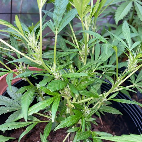 Genética desconocida growlog timeline photo