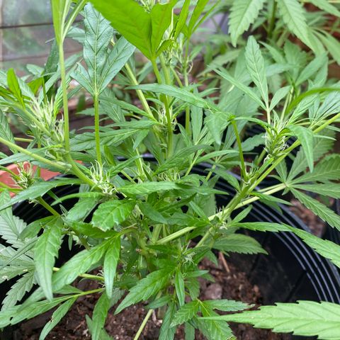 Genética desconocida growlog timeline photo