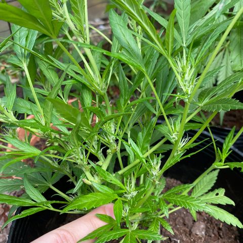 Genética desconocida growlog timeline photo