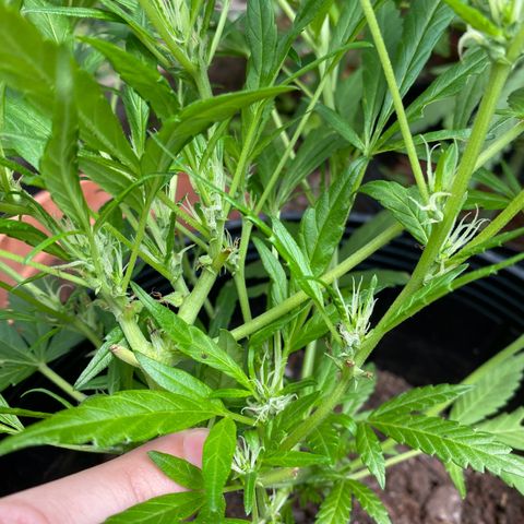 Genética desconocida growlog timeline photo
