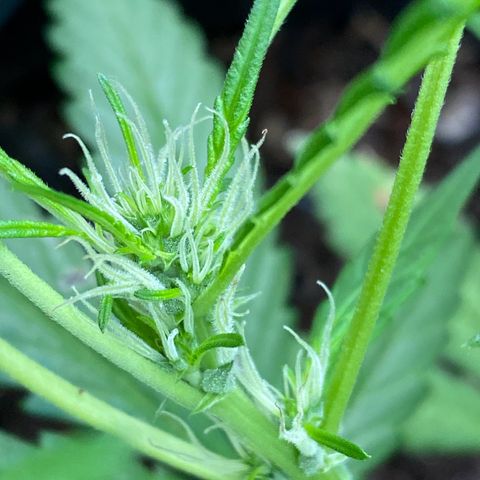 Genética desconocida growlog timeline photo