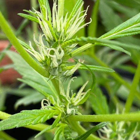 Genética desconocida growlog timeline photo