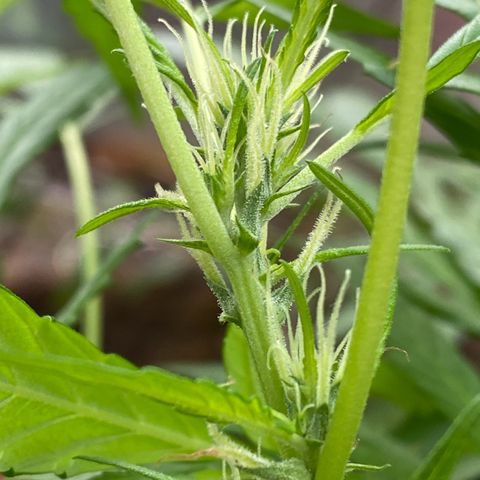 Genética desconocida growlog timeline photo