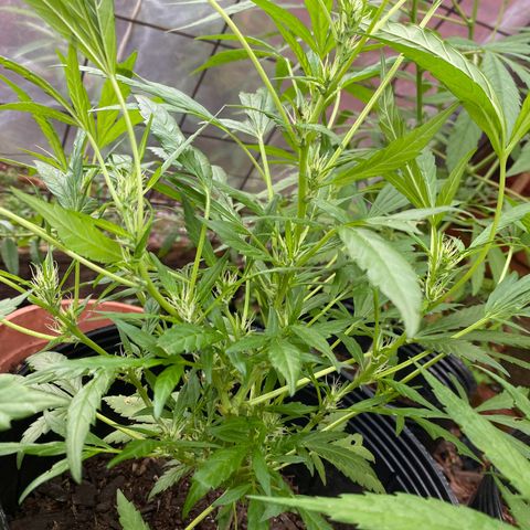 Genética desconocida growlog timeline photo
