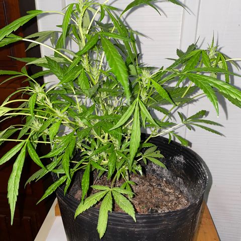 Genética desconocida growlog timeline photo