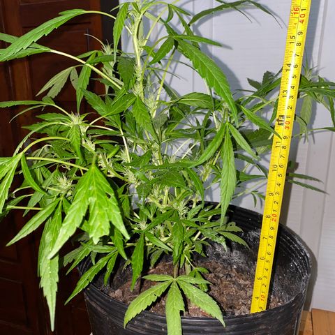 Genética desconocida growlog timeline photo