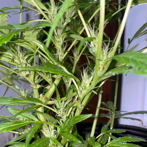 Genética desconocida growlog timeline photo