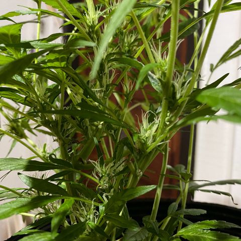 Genética desconocida growlog timeline photo