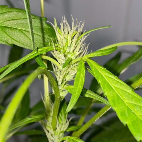 Genética desconocida growlog timeline photo