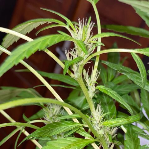 Genética desconocida growlog timeline photo