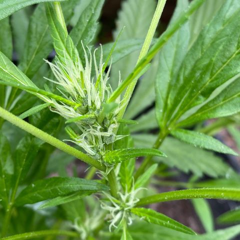 Genética desconocida growlog timeline photo