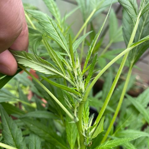 Genética desconocida growlog timeline photo