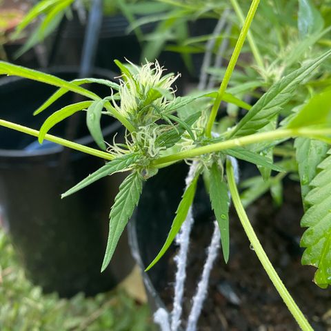 Genética desconocida growlog timeline photo