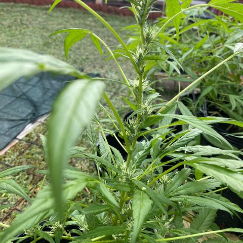 Genética desconocida growlog timeline photo