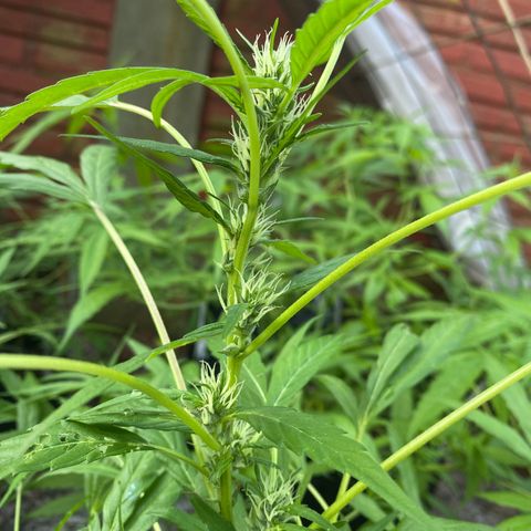 Genética desconocida growlog timeline photo