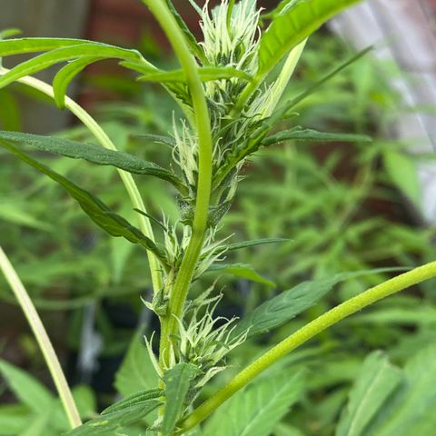 Genética desconocida growlog timeline photo