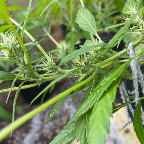 Genética desconocida growlog timeline photo