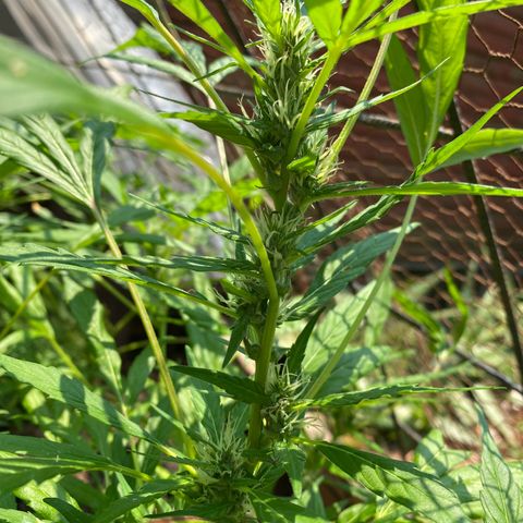 Genética desconocida growlog timeline photo