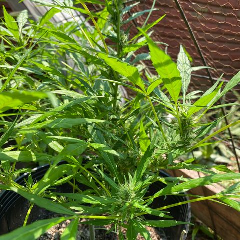 Genética desconocida growlog timeline photo