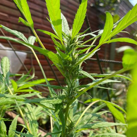 Genética desconocida growlog timeline photo