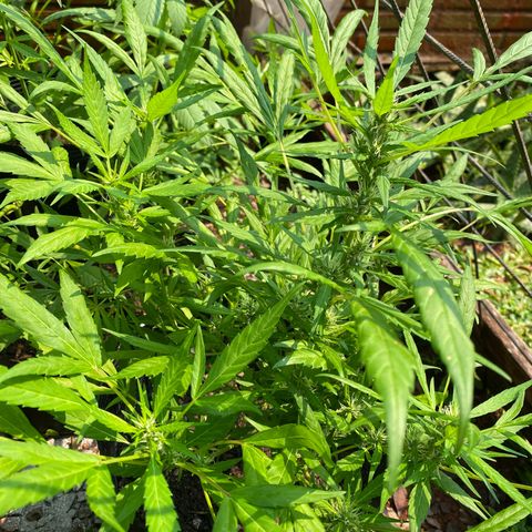 Genética desconocida growlog timeline photo