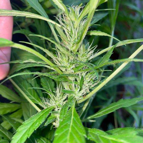 Genética desconocida growlog timeline photo