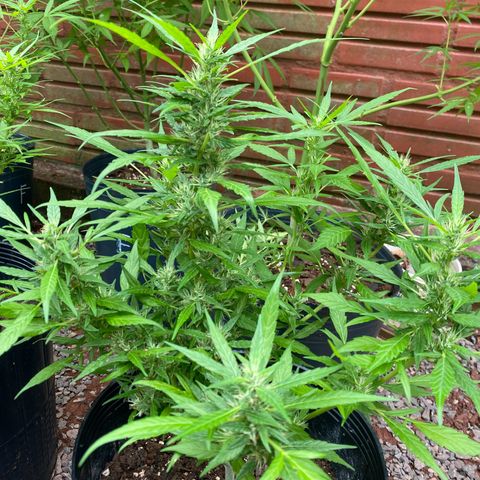 Genética desconocida growlog timeline photo