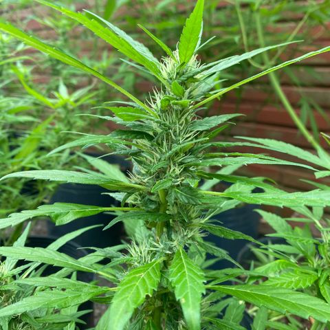 Genética desconocida growlog timeline photo