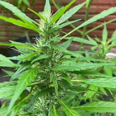 Genética desconocida growlog timeline photo