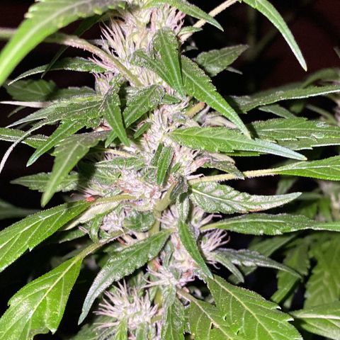 Genética desconocida growlog timeline photo