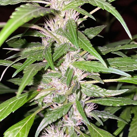 Genética desconocida growlog timeline photo
