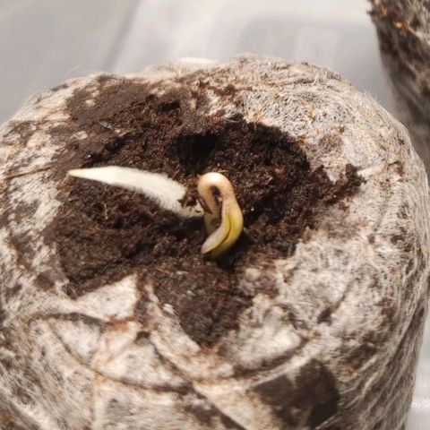 Thunder Banana Auto  growlog photo: Hier c'était une racine qui était sorti en première mais là aujourd'hui la thunder banana nous montre le bout de son nez cool 😃👍🏽👍🏽