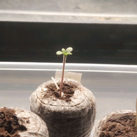 Thunder Banana Auto  growlog timeline photo