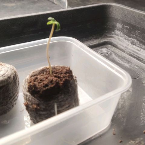 Purple Punch Auto growlog timeline photo