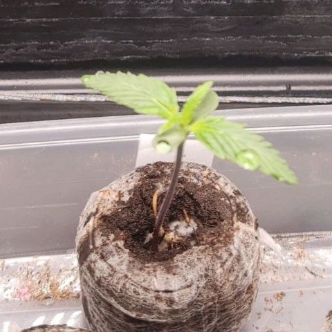Thunder Banana Auto  growlog photo: Ça pousse ça pousse 👍🏽🪴