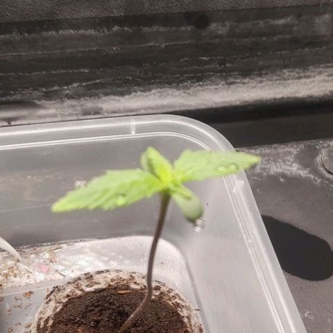 Purple Punch Auto growlog photo: Ça pousse ça pousse aussi... 👍🏽🪴