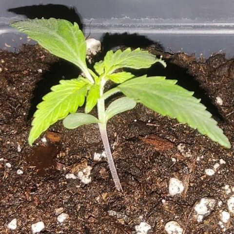Thunder Banana Auto  growlog timeline photo