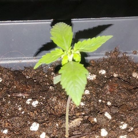 Purple Punch Auto growlog timeline photo