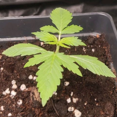 Purple Punch Auto growlog timeline photo